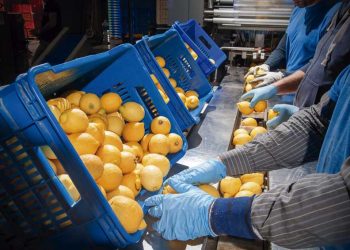 CHILE CONSOLIDA SU POSICIÓN COMO PRIMER PROVEEDOR DE FRUTAS FRESCAS EN CHINA
