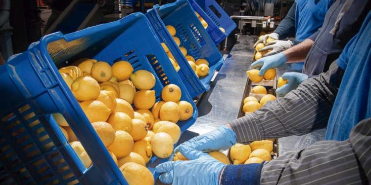 CHILE CONSOLIDA SU POSICIÓN COMO PRIMER PROVEEDOR DE FRUTAS FRESCAS EN CHINA