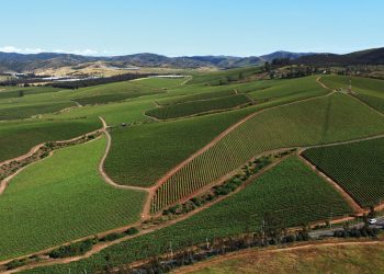 “SOMOS UNA VIÑA CON TRAYECTORIA, PERO CON GANAS DE INNOVAR, CAMBIAR Y REVOLUCIONAR LA INDUSTRIA”