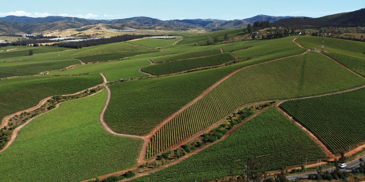 “SOMOS UNA VIÑA CON TRAYECTORIA, PERO CON GANAS DE INNOVAR, CAMBIAR Y REVOLUCIONAR LA INDUSTRIA”