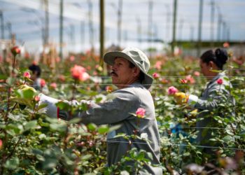 LATAM CARGO FINALIZA SAN VALENTÍN CON UN CRECIMIENTO DEL 16% EN EL TRANSPORTE DE FLORES, RESPECTO A LA TEMPORADA ANTERIOR