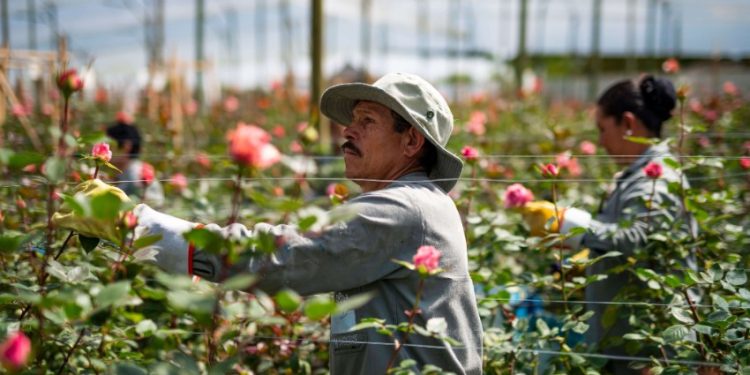 LATAM CARGO FINALIZA SAN VALENTÍN CON UN CRECIMIENTO DEL 16% EN EL TRANSPORTE DE FLORES, RESPECTO A LA TEMPORADA ANTERIOR
