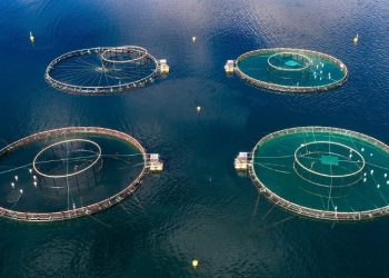 INDUSTRIA SALMONERA: PREDICCIÓN LOGÍSTICA Y TRANSPORTE PARA ALCANZAR LA EFICIENCIA