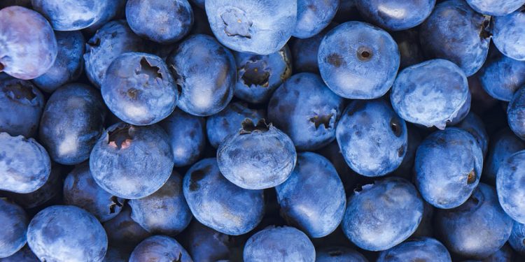 “CEREZA, CAROZO Y ARÁNDANO”: AGRICULTORES AUGURAN UN 20% MÁS DE PRODUCCIÓN PARA LA TEMPORADA