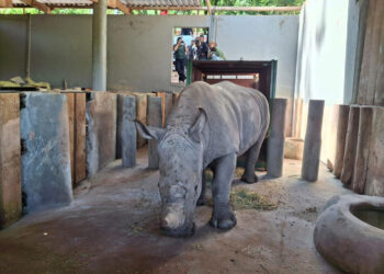 LA LOGÍSTICA DETRÁS DEL INÉDITO TRASLADO DE UN RINOCERONTE BLANCO A BRASIL