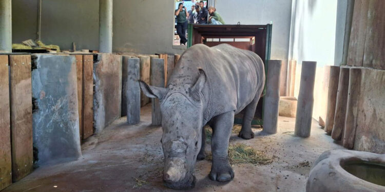 LA LOGÍSTICA DETRÁS DEL INÉDITO TRASLADO DE UN RINOCERONTE BLANCO A BRASIL