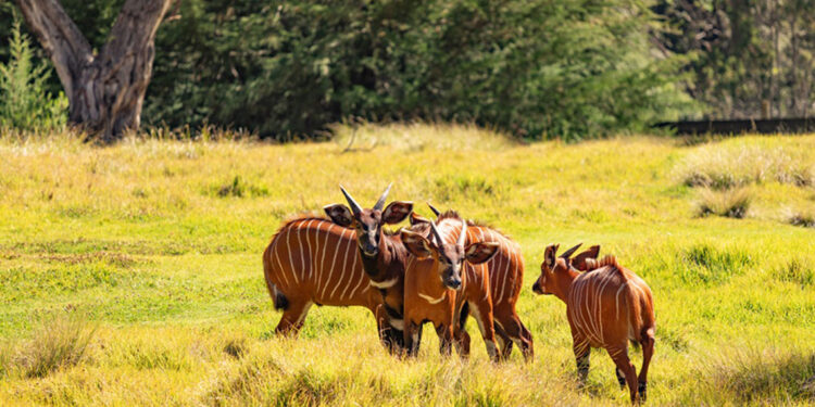 CONOCE CUÁLES FUERON LAS ENTREGAS MÁS INUSUALES DE DHL EN 2025