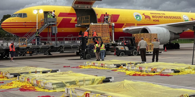 CONOCE CUÁLES FUERON LAS ENTREGAS MÁS INUSUALES DE DHL EN 2025