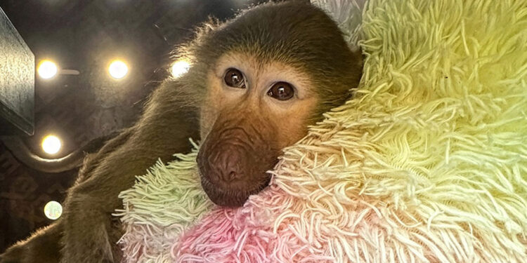 CONOCE CUÁLES FUERON LAS ENTREGAS MÁS INUSUALES DE DHL EN 2025