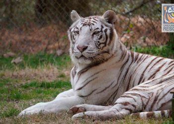 CUANDO LA LOGÍSTICA RUGE: DHL AYUDÓ A OCHO FELINOS RESCATADOS A COMENZAR LA VIDA QUE SIEMPRE MERECIERON