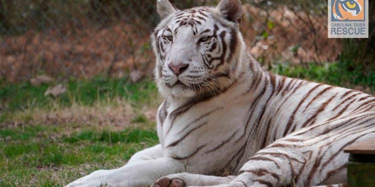CUANDO LA LOGÍSTICA RUGE: DHL AYUDÓ A OCHO FELINOS RESCATADOS A COMENZAR LA VIDA QUE SIEMPRE MERECIERON