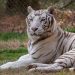 CUANDO LA LOGÍSTICA RUGE: DHL AYUDÓ A OCHO FELINOS RESCATADOS A COMENZAR LA VIDA QUE SIEMPRE MERECIERON